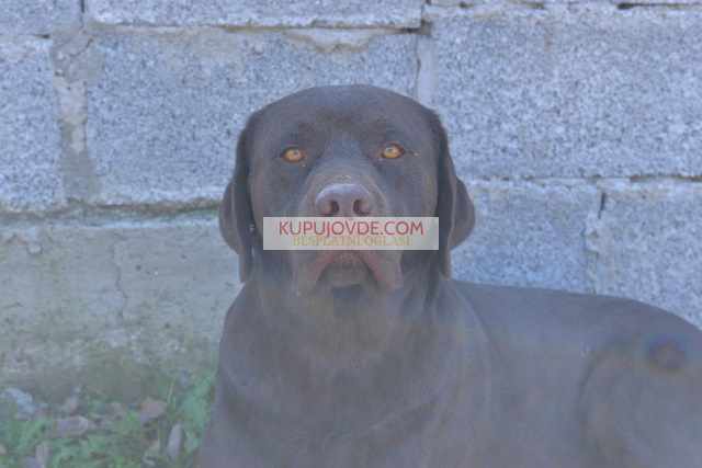 Labrador retriver