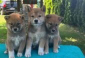 Shiba inu (šiba inu) štenci