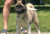 Američka akita