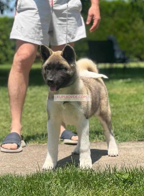 Američka akita
