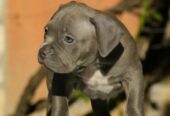 American bully (Američki buli)