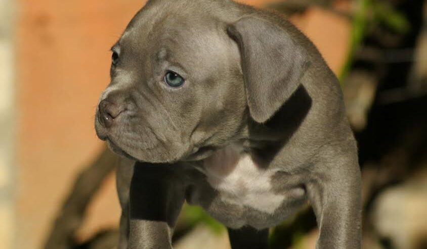 American bully (Američki buli)