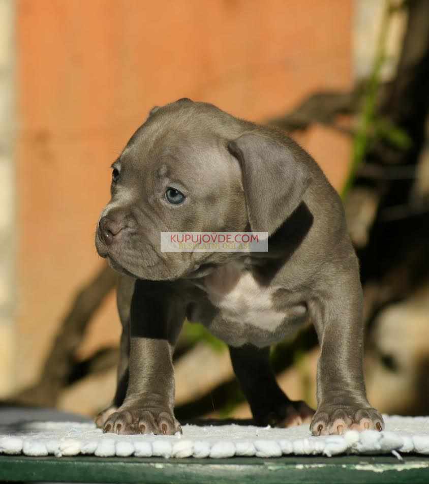 American bully (Američki buli)
