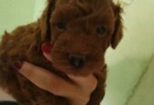 Crvena toy pudla