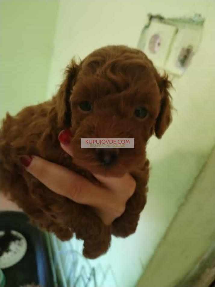 Crvena toy pudla