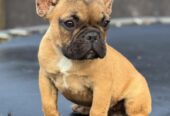 Francuski Buldog