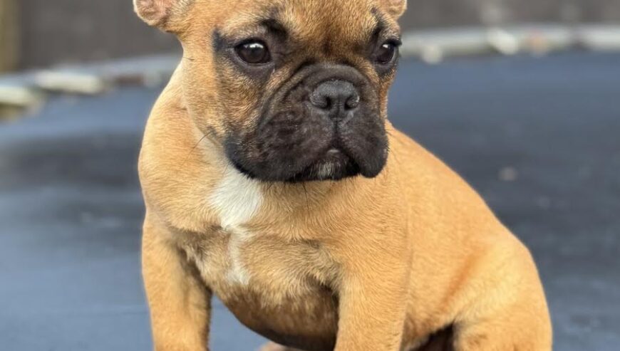 Francuski Buldog