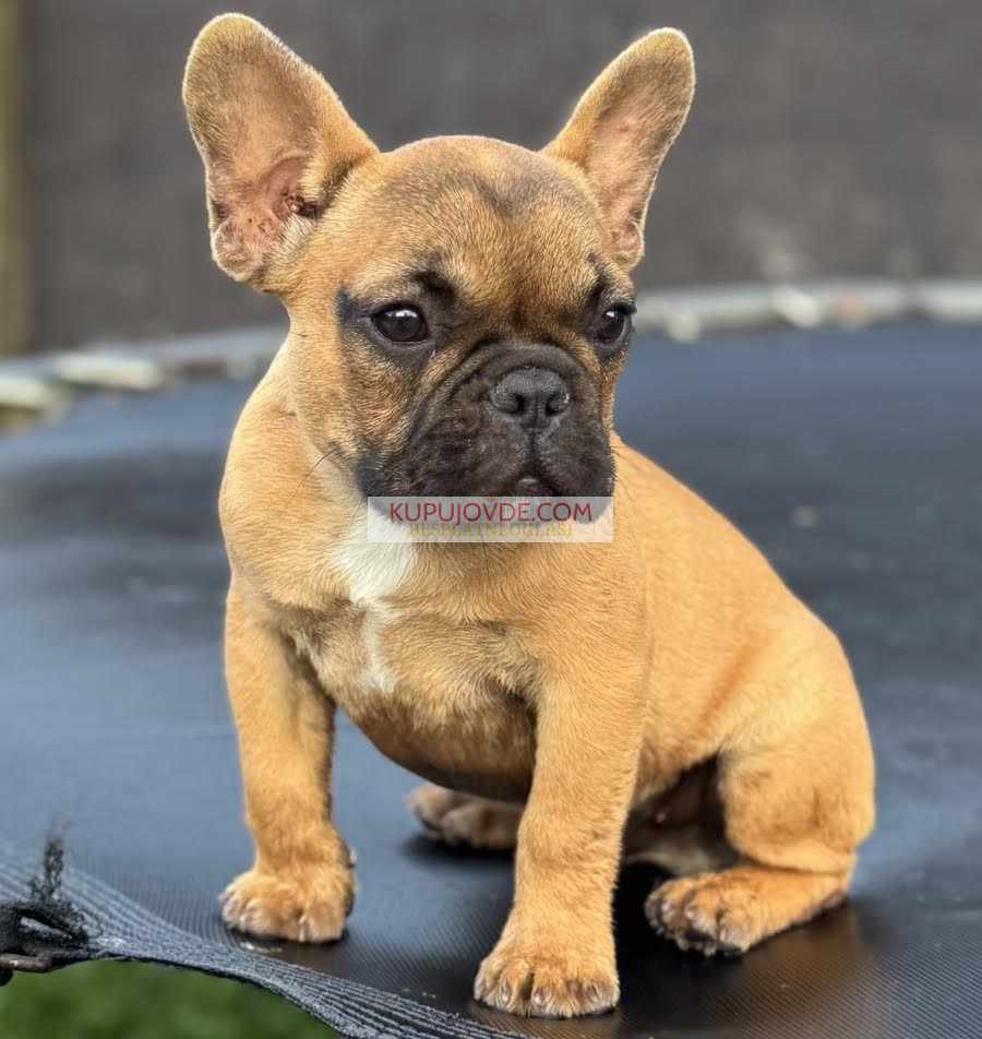 Francuski Buldog