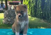 Shiba inu (šiba inu) štenci