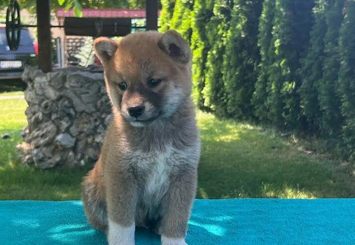 Shiba inu (šiba inu) štenci