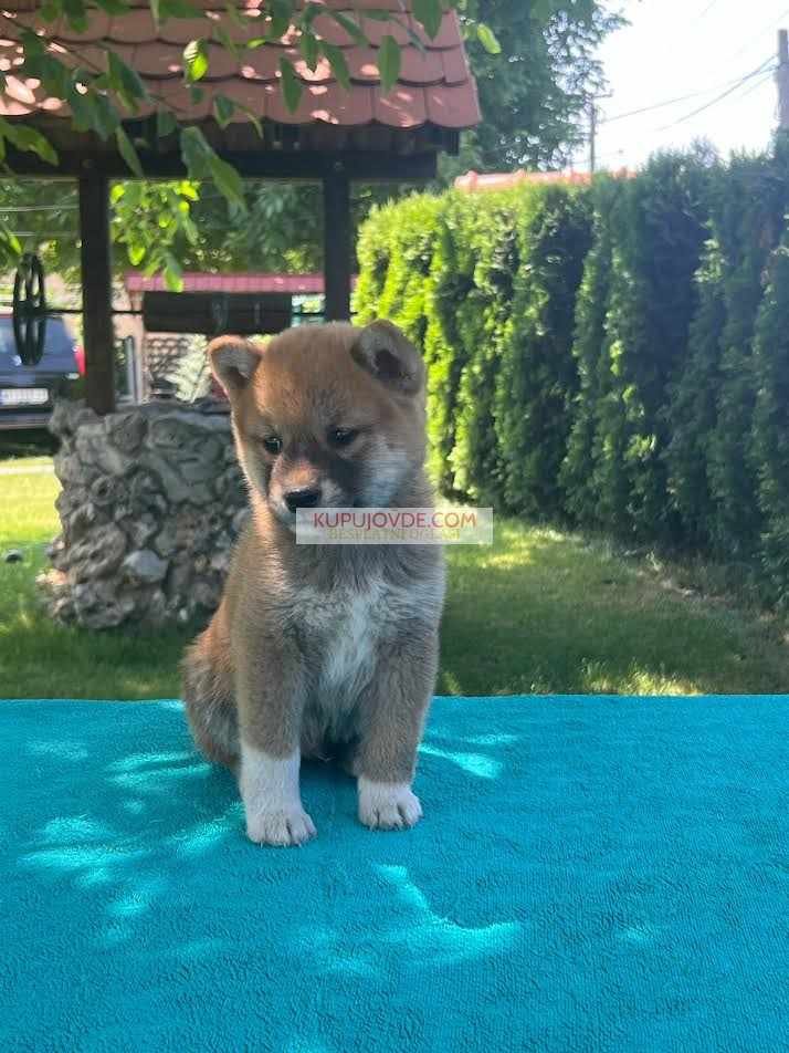 Shiba inu (šiba inu) štenci