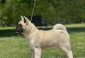 Američka akita
