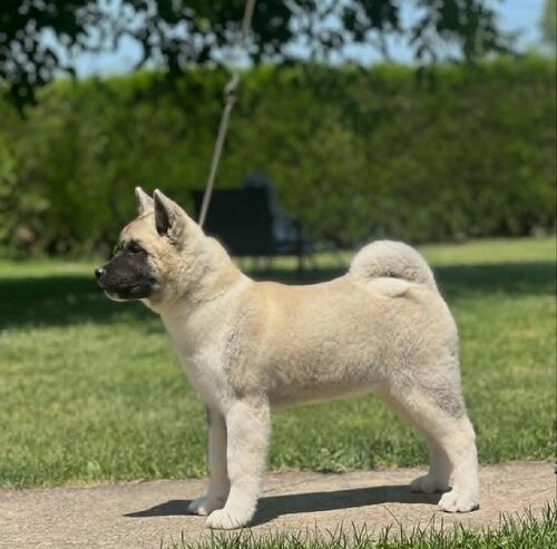 Američka akita