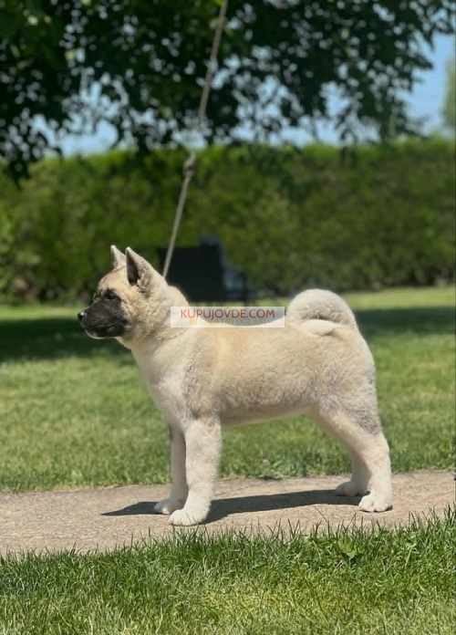 Američka akita