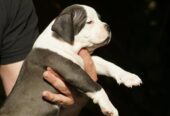 American bully (Američki buli)