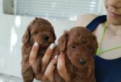 Crvena toy pudla