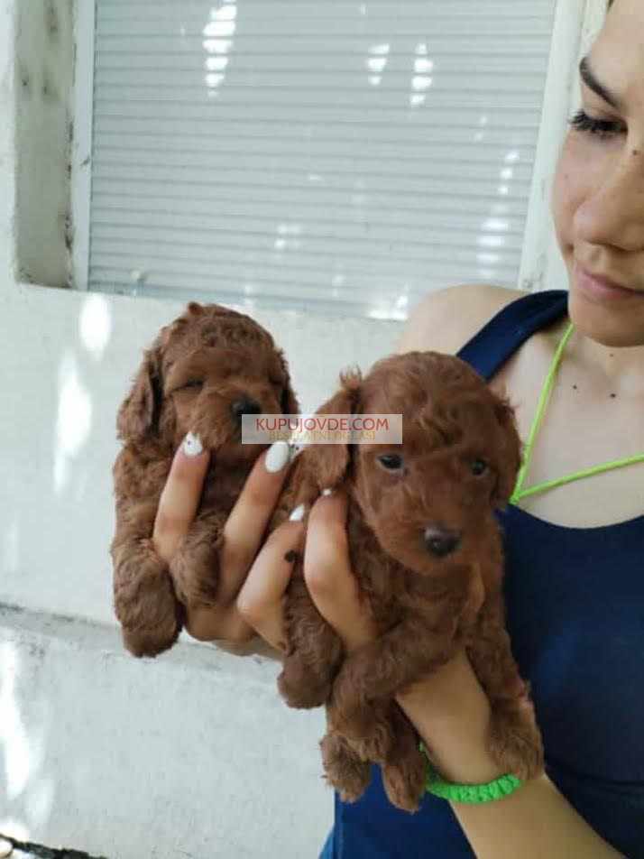 Crvena toy pudla