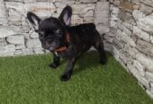 Francuski buldog