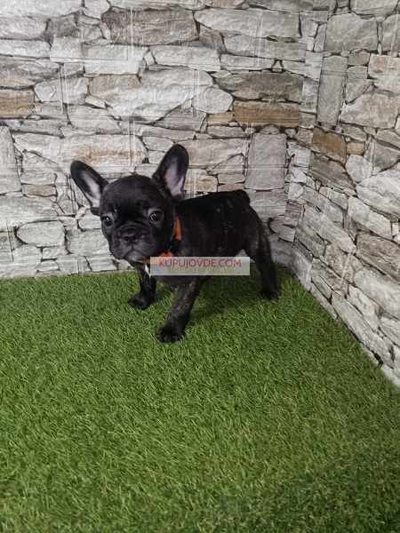 Francuski buldog