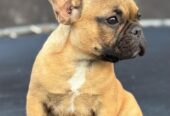 Francuski Buldog