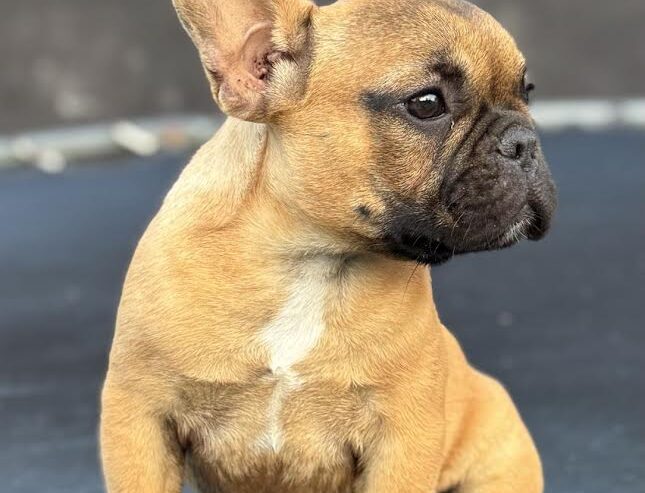 Francuski Buldog