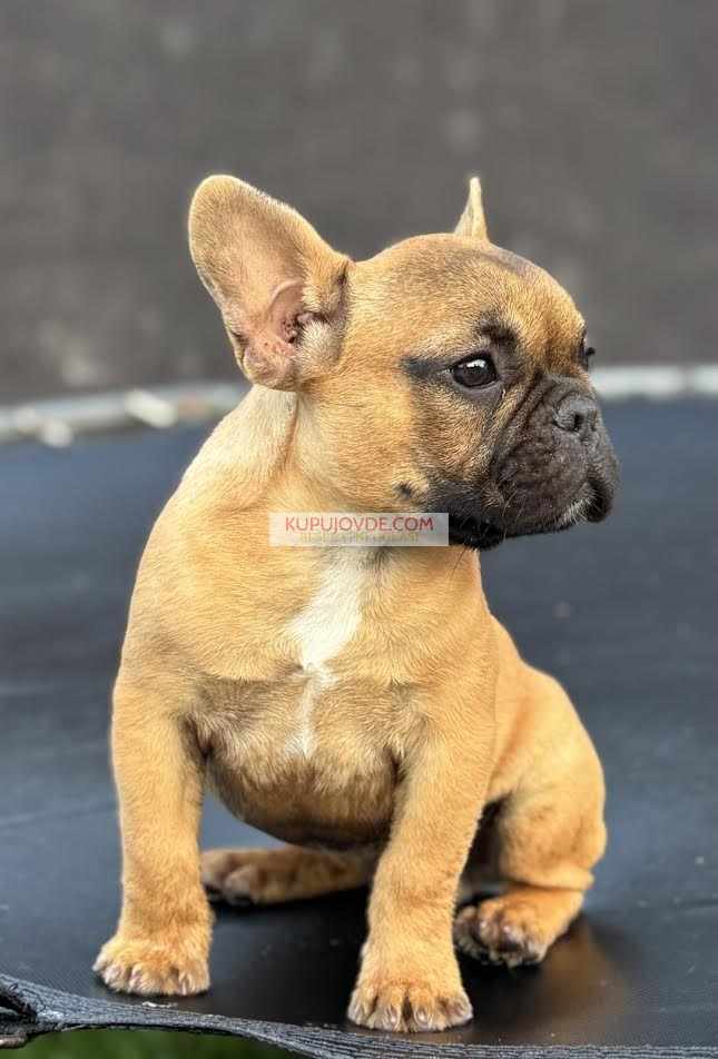 Francuski Buldog
