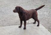 Labrador retriver