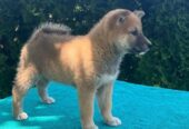 Shiba inu (šiba inu) štenci