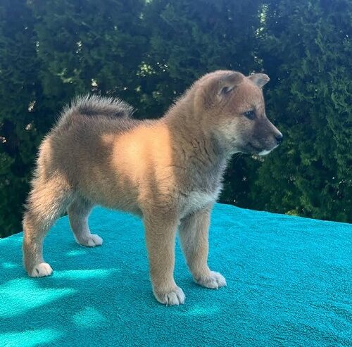 Shiba inu (šiba inu) štenci