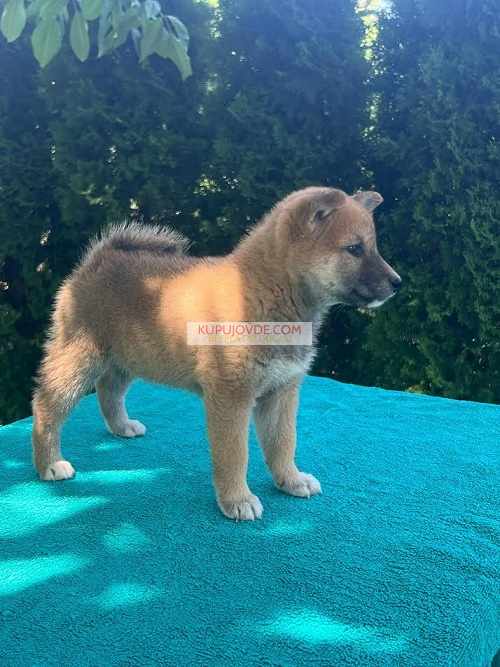 Shiba inu (šiba inu) štenci