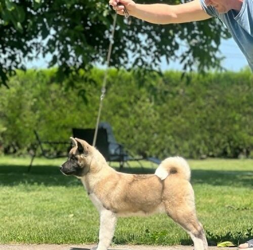 Američka akita