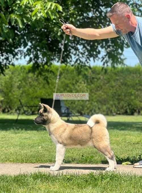 Američka akita