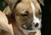 American bully (Američki buli)