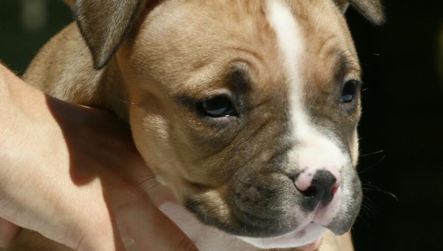 American bully (Američki buli)