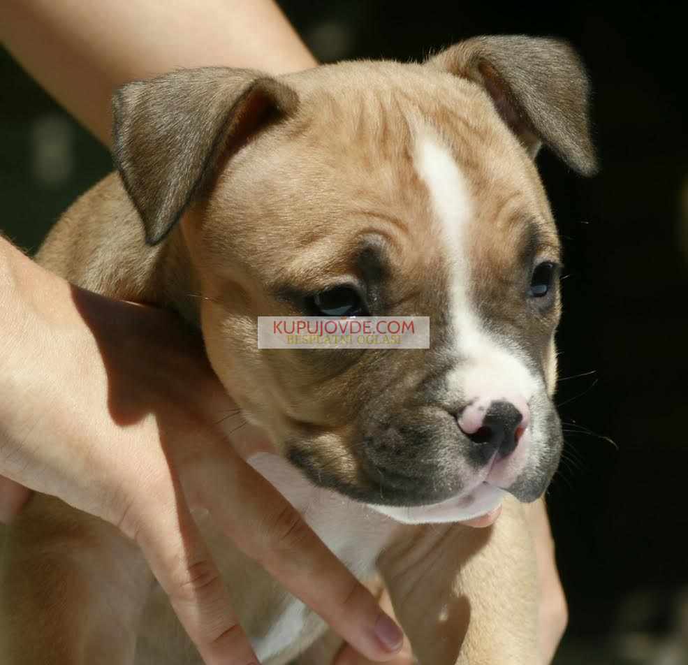 American bully (Američki buli)