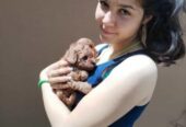 Crvena toy pudla