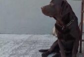 Labrador retriver