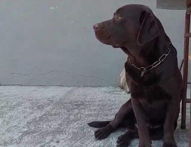 Labrador retriver