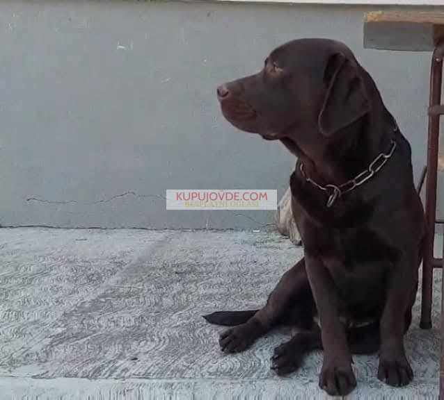 Labrador retriver