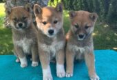Shiba inu (šiba inu) štenci
