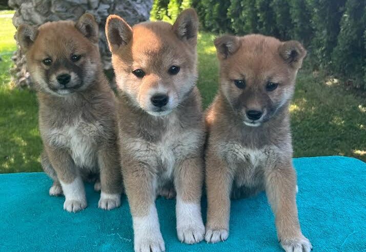 Shiba inu (šiba inu) štenci