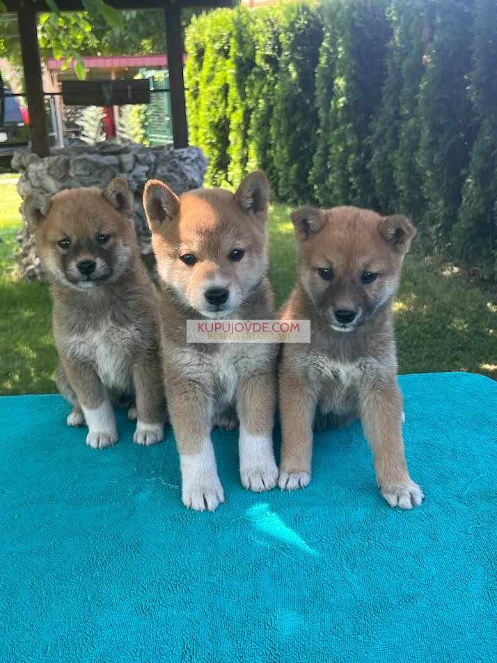 Shiba inu (šiba inu) štenci