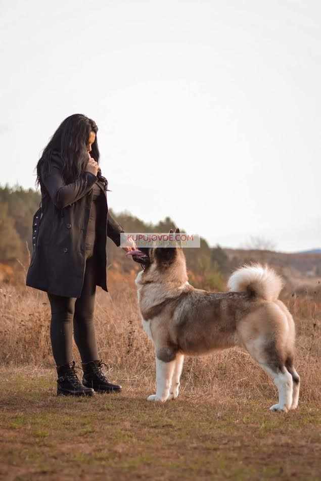 Američka akita