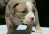 American bully (Američki buli)