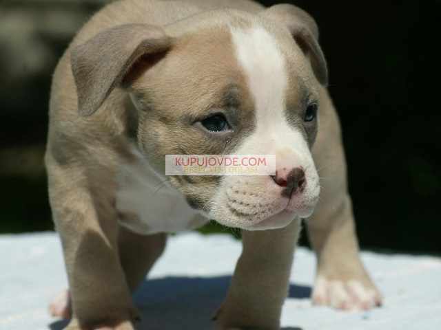 American bully (Američki buli)