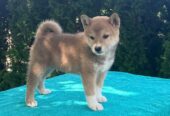 Shiba inu (šiba inu) štenci
