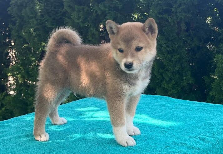 Shiba inu (šiba inu) štenci