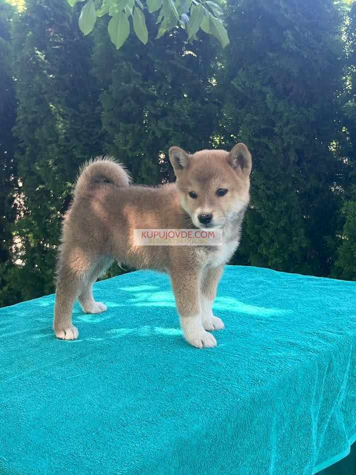 Shiba inu (šiba inu) štenci