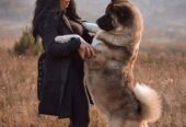 Američka akita