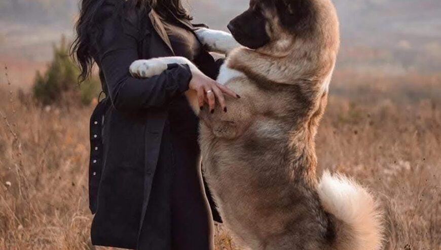 Američka akita